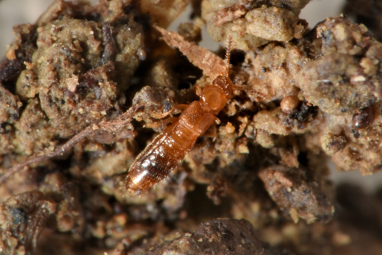 Staphylinidae:  Geostiba sp?